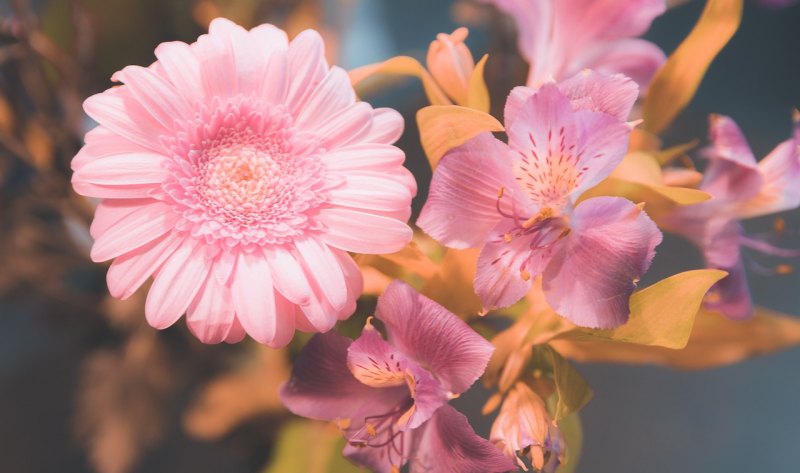 花无语，芬芳于心;心无言，挚爱有声;爱无悔，坦然如斯。这句话是什么意思 - 爱唱歌