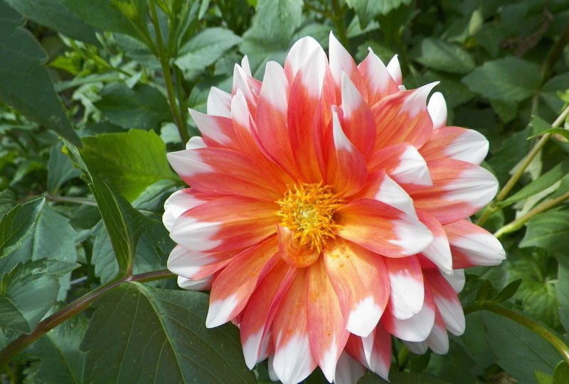 广东话花花是什么意思 广东话花花是什么意思 - 爱唱歌