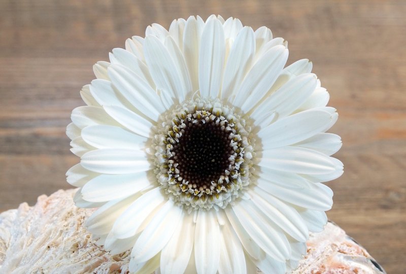 今天是圣诞节歌完整版歌词 今天是圣诞节歌完整版歌词 - 爱唱歌