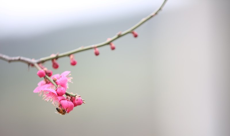 一朵寒梅歌词 一朵寒梅歌词 - 爱唱歌