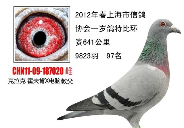 鸽子超常规飞行是什么 鸽子超常规飞行是什么 - 爱唱歌