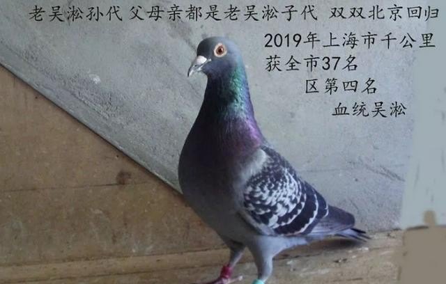 鸽子超常规飞行是什么 鸽子超常规飞行是什么 - 爱唱歌