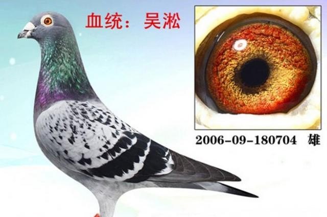 鸽子超常规飞行是什么 鸽子超常规飞行是什么 - 爱唱歌