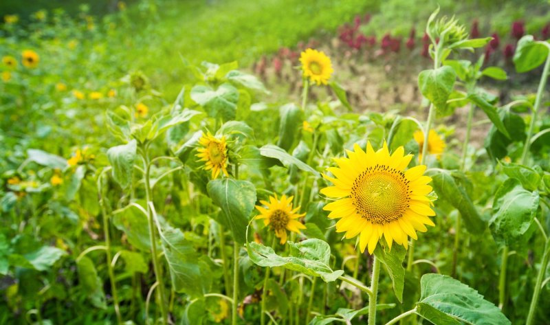 sunflower 歌词 sunflower 歌词 - 爱唱歌
