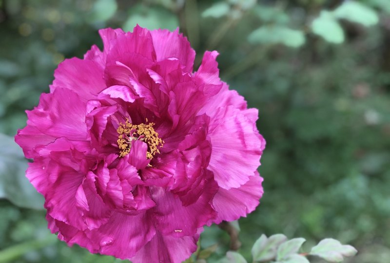 春兴诗中残花什么意思 春兴诗中残花什么意思 - 爱唱歌