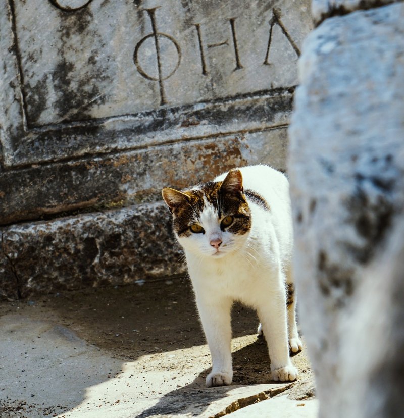 猫公发情拿去不交配会怎么样?会有害健康吗 猫公发情拿去不交配会怎么样?会有害健康吗 - 爱唱歌