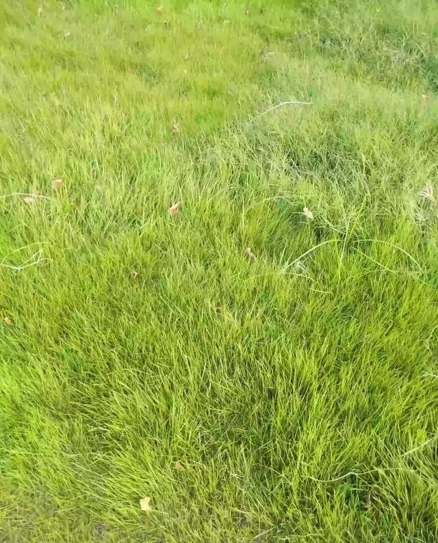 粤语有毒什么意思 粤语有毒什么意思 - 爱唱歌