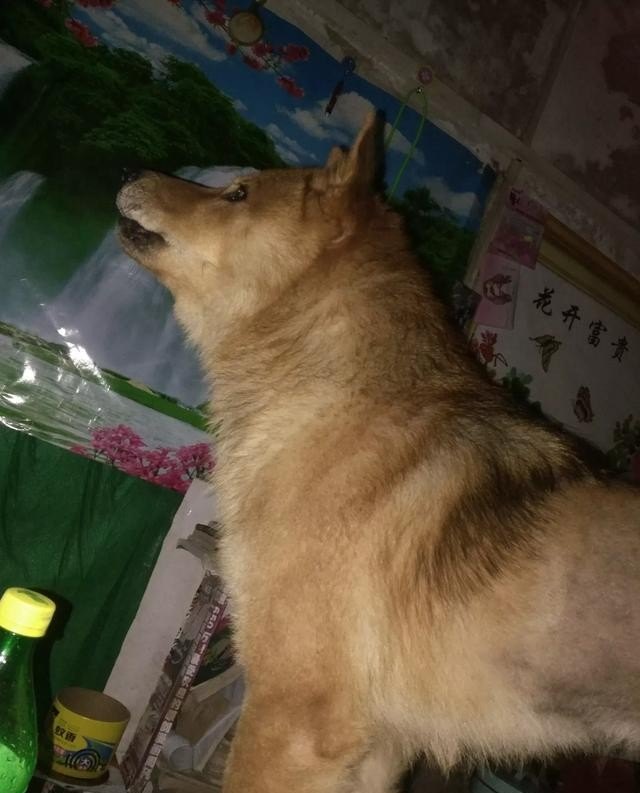 怎么样才能逗小狗狗开心呢 - 爱唱歌