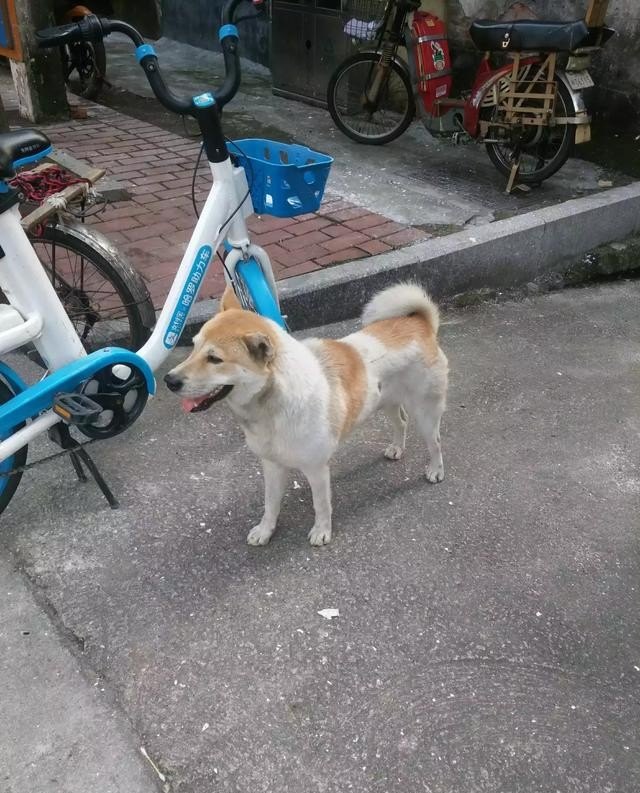 怎么样才能逗小狗狗开心呢 - 爱唱歌