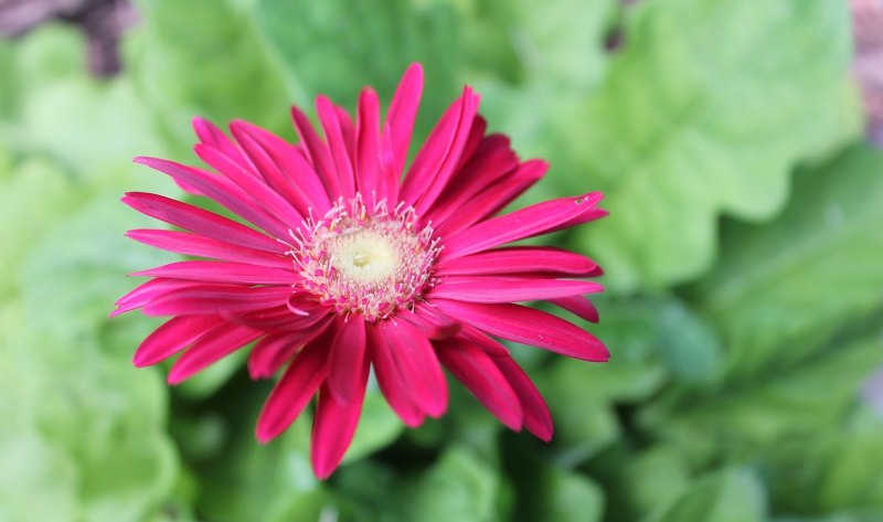 花崽是什么意思 花崽是什么意思 - 爱唱歌