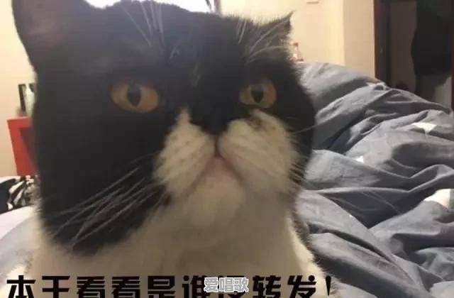 你听过最有趣的打油诗有哪些 你听过最有趣的打油诗有哪些 - 爱唱歌