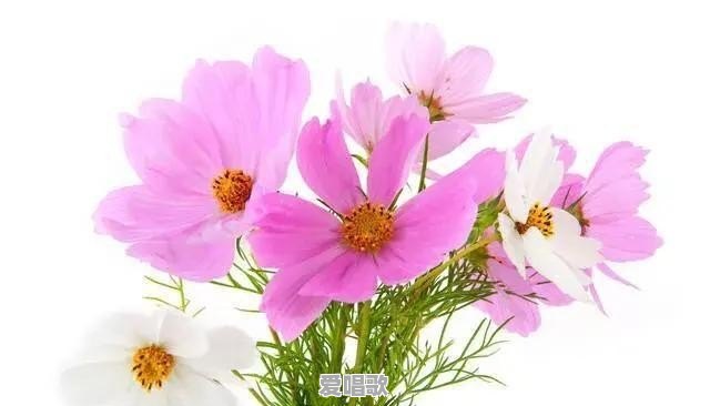 为什么都说逃离北上广，为什么没有深圳呢？难道深圳在一线城市中最轻松的吗 - 爱唱歌