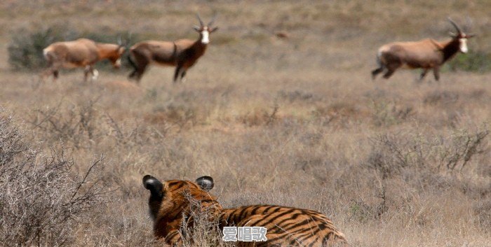 当年被放养在非洲草原上的两只老虎，它们后来怎么样了 - 爱唱歌