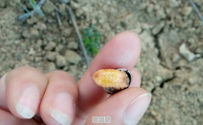 小时候在农村做过的“口哨”还记得吗 小时候在农村做过的“口哨”还记得吗 - 爱唱歌