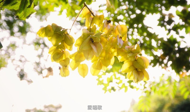 你有没有压箱底的告白情话分享一下呢 你有没有压箱底的告白情话分享一下呢 - 爱唱歌
