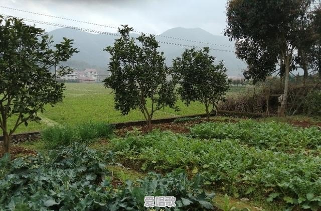 为什么感觉现在有的城里人,都选择回农村生活了呢 为什么感觉现在有的城里人,都选择回农村生活了呢 - 爱唱歌