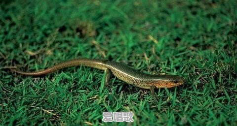 农村有种叫“狗婆蛇”的小动物,它生有四肢脚,是蛇吗?好不好吃 农村有种叫“狗婆蛇”的小动物,它生有四肢脚,是蛇吗?好不好吃 - 爱唱歌