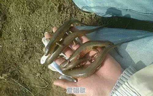农村有种叫“狗婆蛇”的小动物,它生有四肢脚,是蛇吗?好不好吃 农村有种叫“狗婆蛇”的小动物,它生有四肢脚,是蛇吗?好不好吃 - 爱唱歌