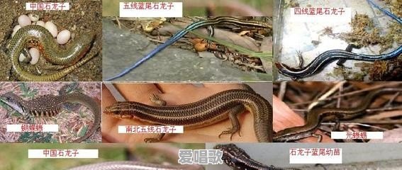 农村有种叫“狗婆蛇”的小动物,它生有四肢脚,是蛇吗?好不好吃 农村有种叫“狗婆蛇”的小动物,它生有四肢脚,是蛇吗?好不好吃 - 爱唱歌