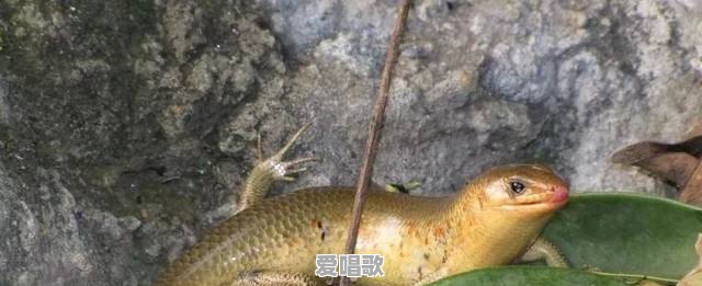 农村有种叫“狗婆蛇”的小动物,它生有四肢脚,是蛇吗?好不好吃 农村有种叫“狗婆蛇”的小动物,它生有四肢脚,是蛇吗?好不好吃 - 爱唱歌