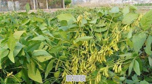 农村种大豆，有直播的也有育苗移栽的，到底哪种方式更好 - 爱唱歌