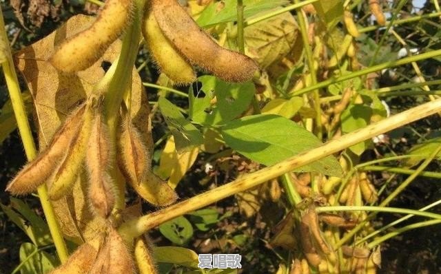 农村种大豆，有直播的也有育苗移栽的，到底哪种方式更好 - 爱唱歌