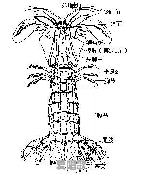 螳螂粤语歌曲 - 爱唱歌
