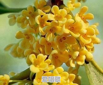 音乐的哲学是什么 音乐的哲学是什么 - 爱唱歌