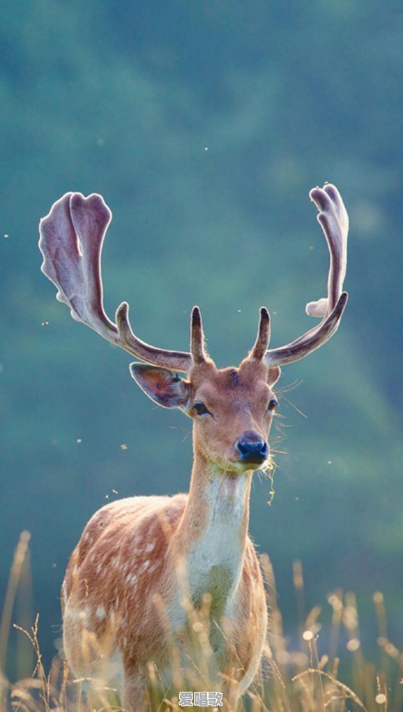 关于春天的歌曲有哪些流行音乐推荐 关于春天的歌曲有哪些流行音乐推荐 - 爱唱歌