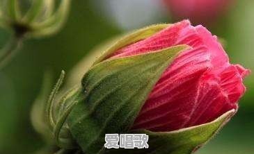 你见过最骚气的视频是什么 你见过最骚气的视频是什么 - 爱唱歌