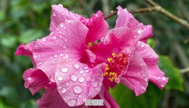 你见过最骚气的视频是什么 你见过最骚气的视频是什么 - 爱唱歌