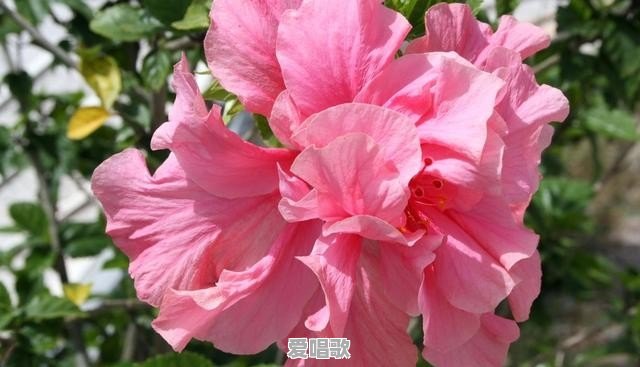 你见过最骚气的视频是什么 你见过最骚气的视频是什么 - 爱唱歌