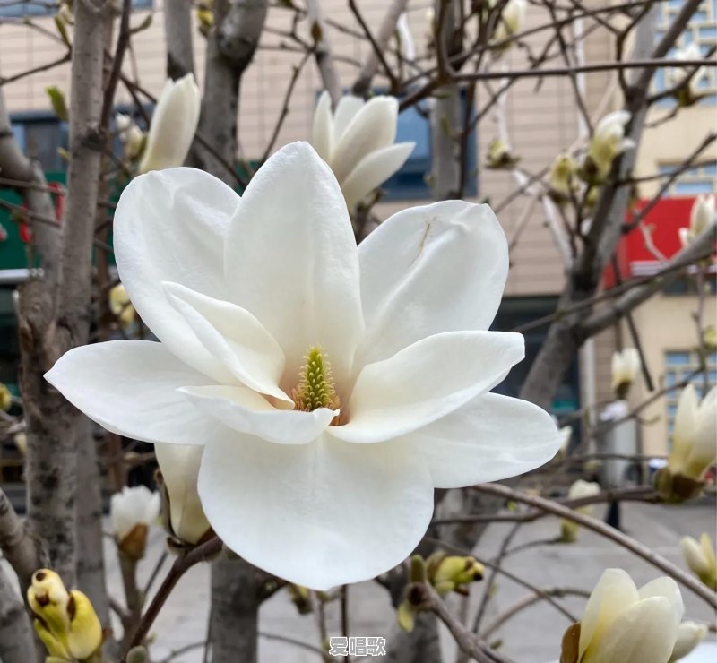 什么音乐App里所有音乐都是免费的?有哪些推荐 什么音乐App里所有音乐都是免费的?有哪些推荐 - 爱唱歌