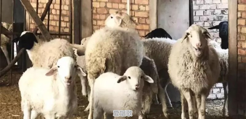 如何评价碧桂园参与拍摄的《行走中国》系列纪录片 如何评价碧桂园参与拍摄的《行走中国》系列纪录片 - 爱唱歌