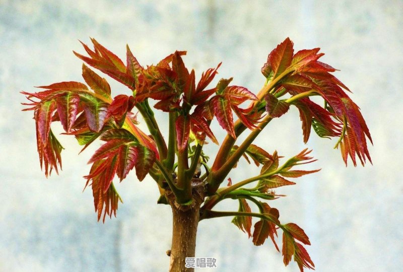香椿需要焯水吗?香椿怎么做好吃呢 香椿需要焯水吗?香椿怎么做好吃呢 - 爱唱歌