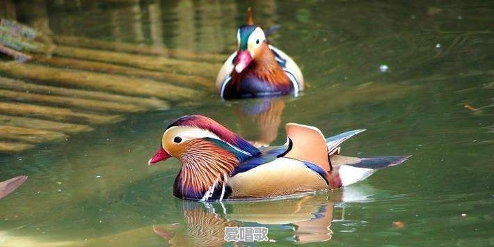 现代歌曲中有哪些和诗经中的某一篇相似 现代歌曲中有哪些和诗经中的某一篇相似 - 爱唱歌