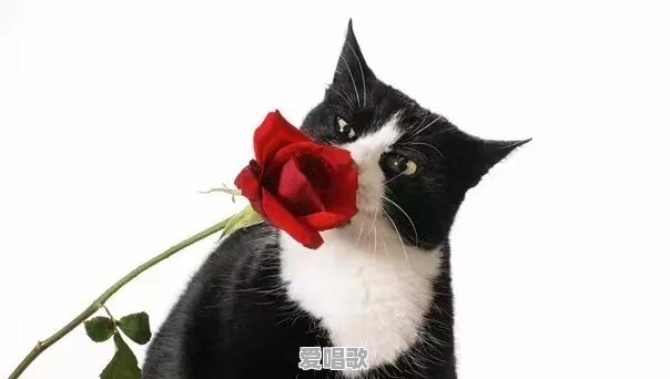 爱上一个不该爱的人，到底要不要放弃 - 爱唱歌