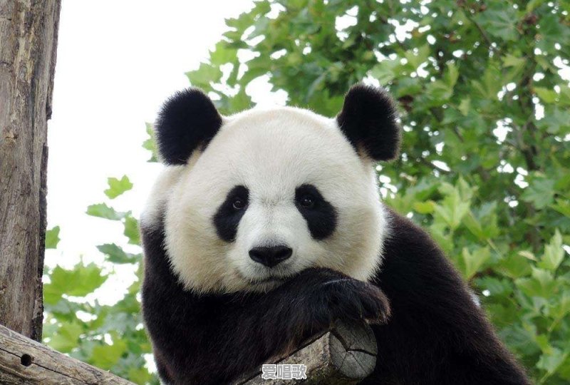 K歌时,大家都唱什么歌呢 K歌时,大家都唱什么歌呢 - 爱唱歌
