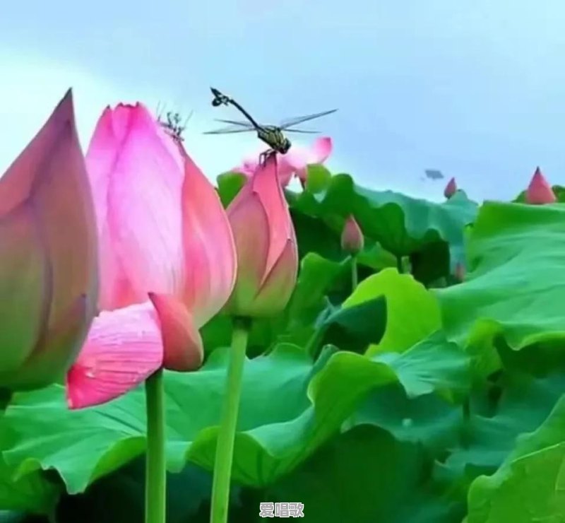 70后80后小时候喜欢听收音机的进来,可否说说你小时候听过的电台节目 70后80后小时候喜欢听收音机的进来,可否说说你小时候听过的电台节目 - 爱唱歌