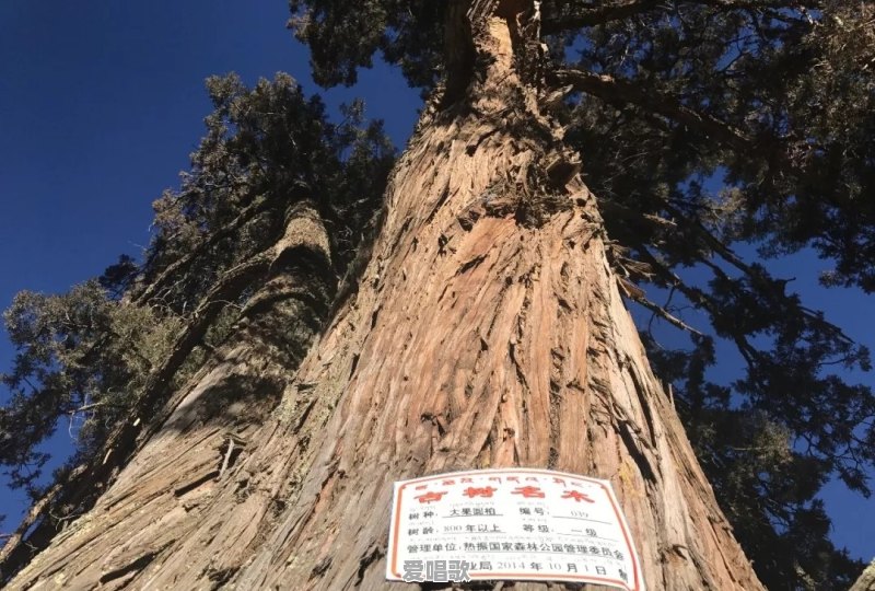 “百香籽”文玩手串火爆的背后有啥猫腻 - 爱唱歌