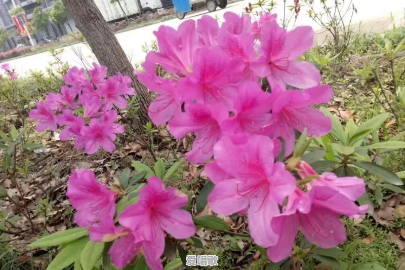 听起来轻松欢畅的歌曲有哪些?推荐几首如何 听起来轻松欢畅的歌曲有哪些?推荐几首如何 - 爱唱歌