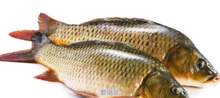 鲫鱼现在市场上6块一斤都很少有人买,为何不受待见了 鲫鱼现在市场上6块一斤都很少有人买,为何不受待见了 - 爱唱歌
