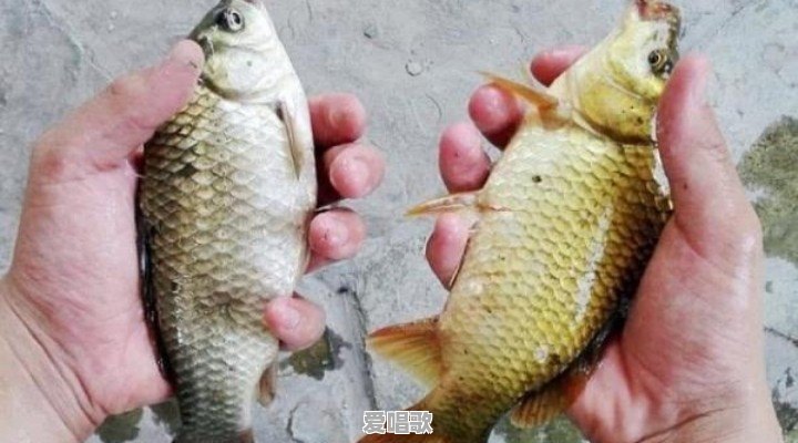 鲫鱼现在市场上6块一斤都很少有人买,为何不受待见了 鲫鱼现在市场上6块一斤都很少有人买,为何不受待见了 - 爱唱歌