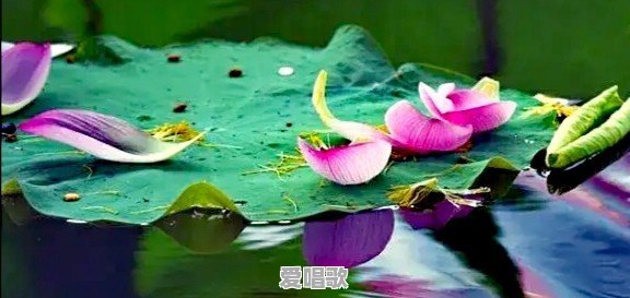 60后的你还记得你最经典的老歌吗 60后的你还记得你最经典的老歌吗 - 爱唱歌