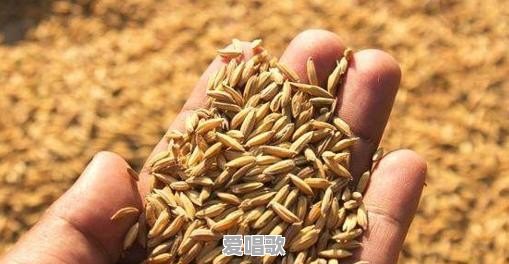 一九年秋新粮上市价格如何 - 爱唱歌