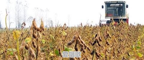一九年秋新粮上市价格如何 - 爱唱歌