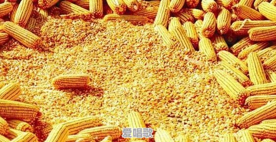 一九年秋新粮上市价格如何 - 爱唱歌