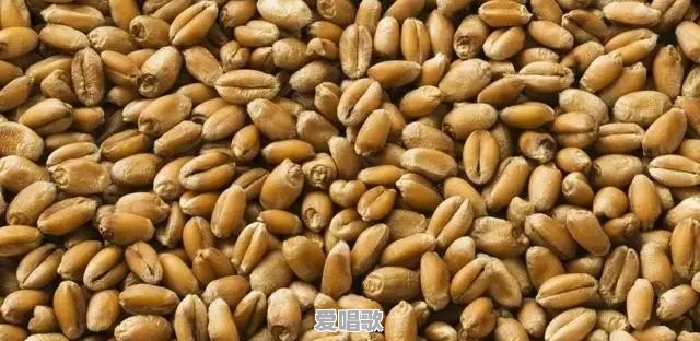 一九年秋新粮上市价格如何 - 爱唱歌