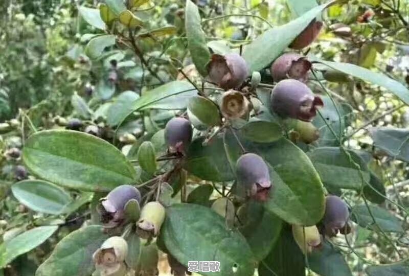 被陌生人问路时,你听过最奇葩的称呼是什么 被陌生人问路时,你听过最奇葩的称呼是什么 - 爱唱歌
