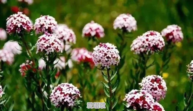 听过这么多歌,你觉得哪首歌的歌词最美 听过这么多歌,你觉得哪首歌的歌词最美 - 爱唱歌